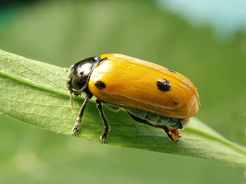 Chrysomelidae: Clytra quadripunctata